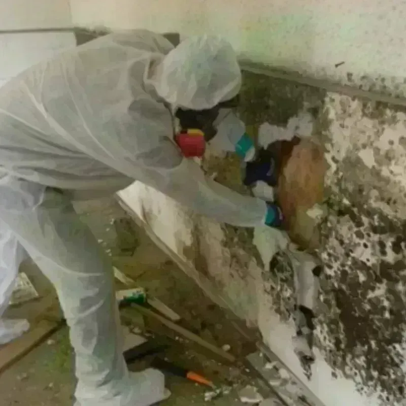 Mold Remediation and Removal in Fort Gaines, GA